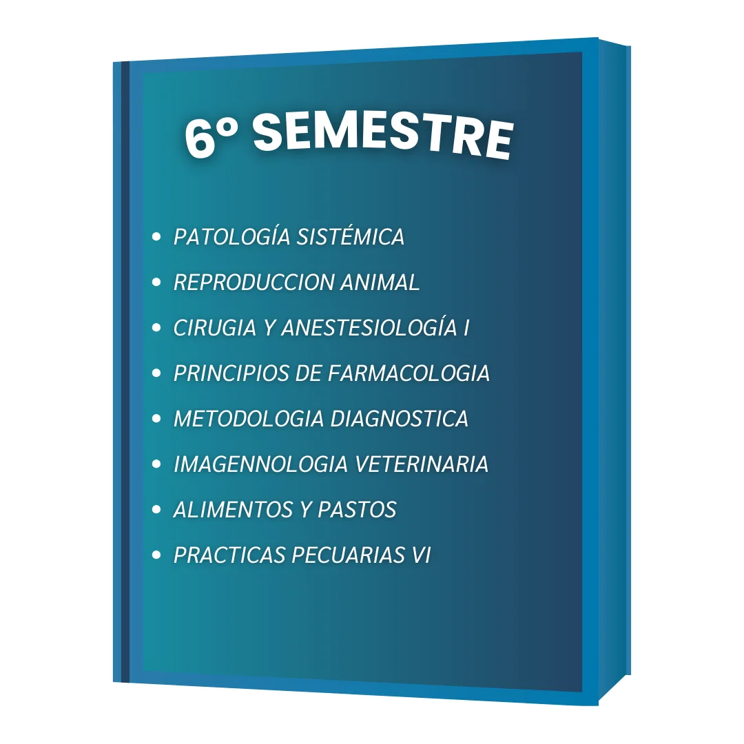 6º SEMESTRE VET